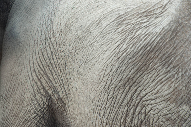 Afrikanischer Elefant