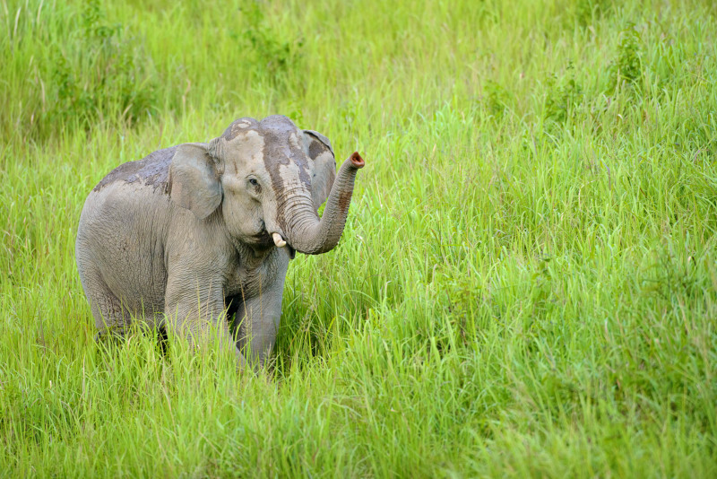 Asiatischer Elefant