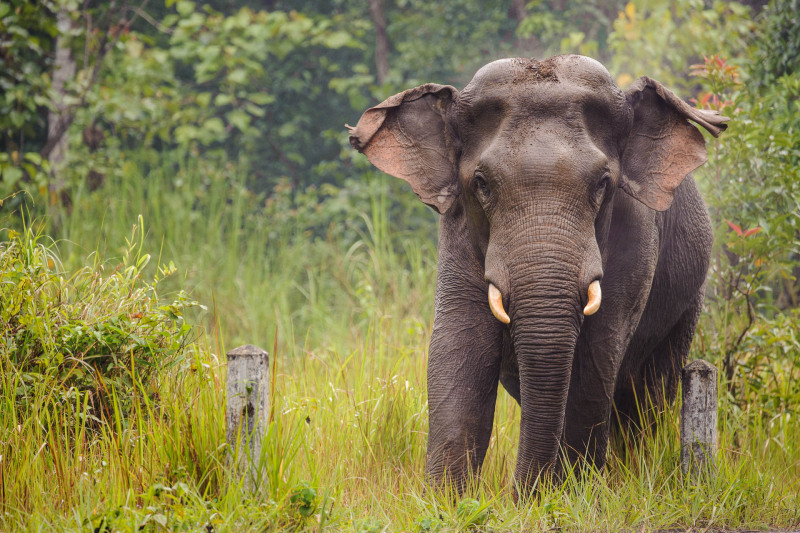 Asiatischer Elefant