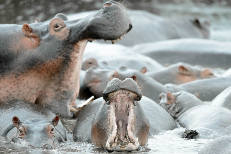 Flusspferd