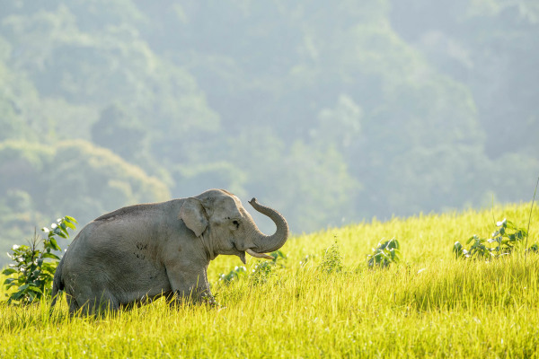 Asiatischer Elefant in grüner Landschaft in Thailand