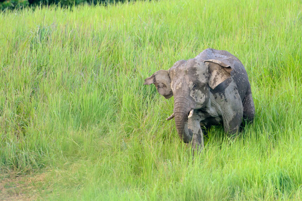 Asiatischer Elefant steht in hohem Gras in Thailand, Asien.