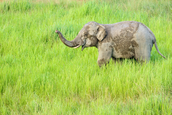 Asiatischer Elefant in grünem Grasland in Thailand, Asien.