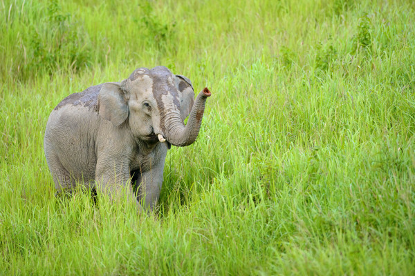 Asiatischer Elefant steht im hohen Gras eines asiatischen Lebensraums.