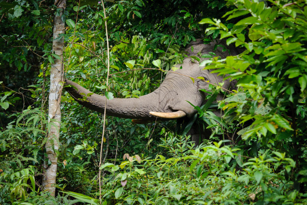 Asiatischer Elefant in einem dichten, grünen Regenwald.