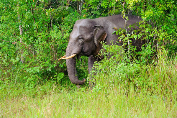 Ein Asiatischer Elefant bewegt sich durch dichten grünem Regenwald.