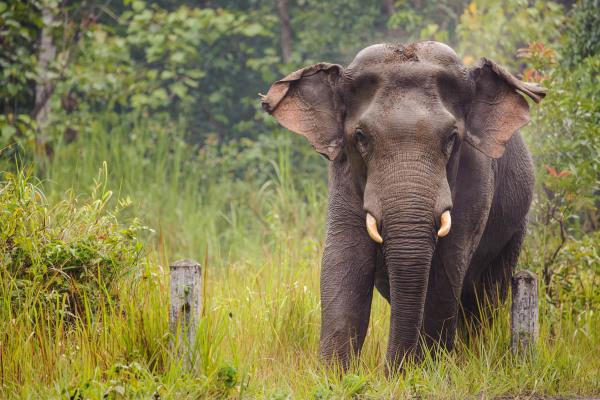 Asiatischer Elefant im Regenwald, umgeben von dichter Vegetation.