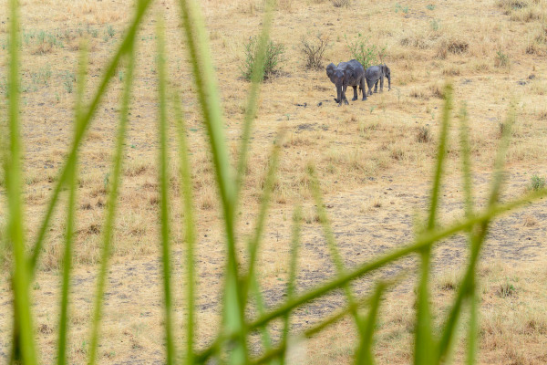 Zwei Afrikanische Elefanten durchqueren eine trockene Graslandschaft in Afrika.