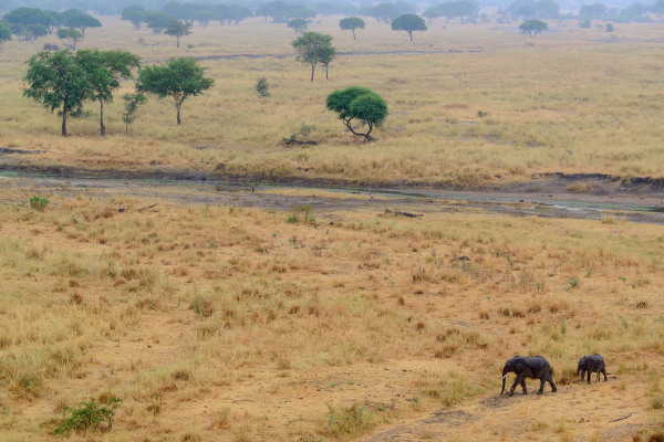 Zwei Afrikanische Elefanten ziehen durch eine Savannenlandschaft.