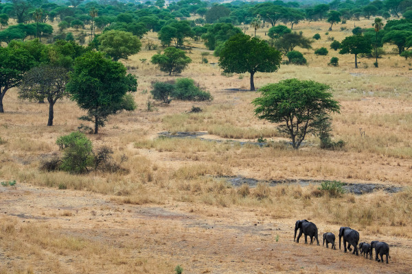Eine Elefantenherde zieht durch die Savanne in Tansania.