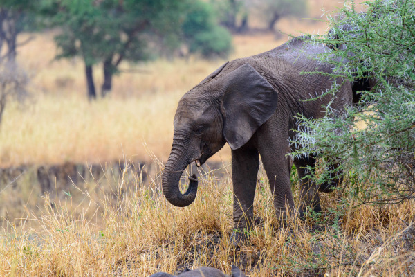 Junger Afrikanischer Elefant im Grasland neben einem Busch.