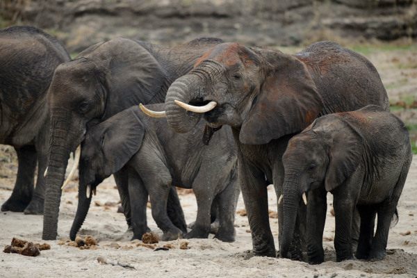 Mehrere Afrikanische Elefanten, darunter ein ausgewachsener mit Stoßzähnen, stehen in einer trockenen Landschaft.