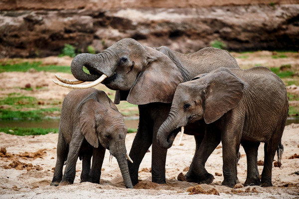 Drei Afrikanische Elefanten stehen eng beieinander an einer sandigen Wasserstelle.