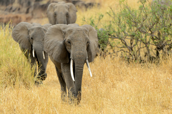 Drei Afrikanische Elefanten in einer trockenen Graslandschaft.