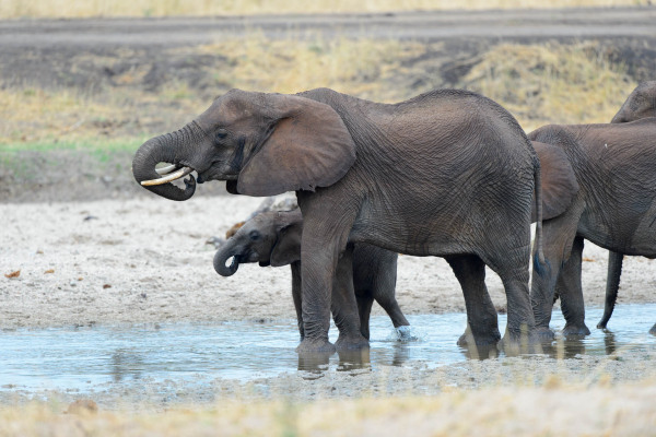 Afrikanische Elefantenherde an einem Wasserloch, in der Savanne.