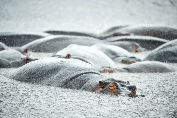 Mehrere Flusspferde ragen in einer regnerischen Wasserstelle aus dem Wasser.