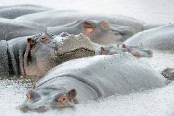 Gruppe von Flusspferden ruht im Wasser, teilweise untergetaucht.