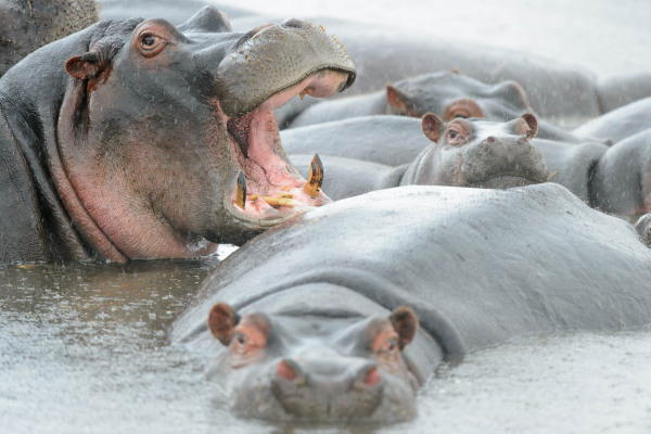 Mehrere Flusspferde liegen im Wasser, ein Nilpferd reißt sein Maul weit auf.