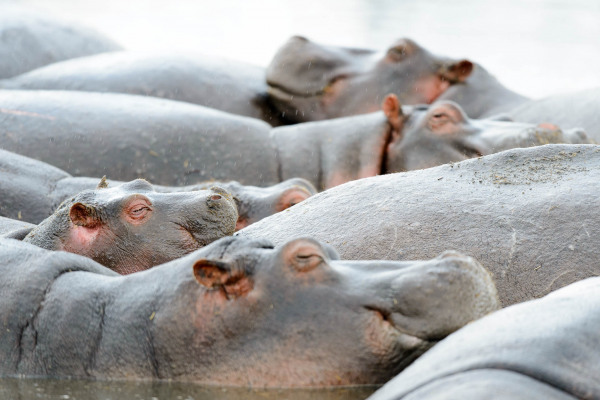 Gruppe von Flusspferden im Wasser, eng nebeneinander ruhend.