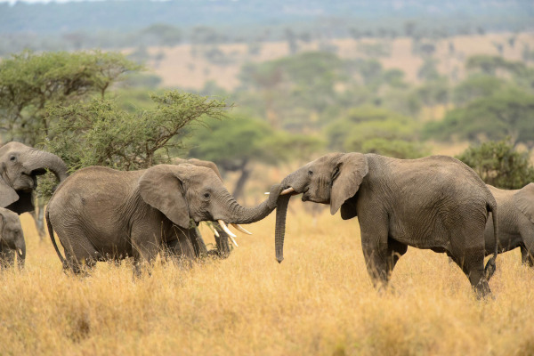 Gruppe von Afrikanischen Elefanten in einer Savannenlandschaft, die interagieren.