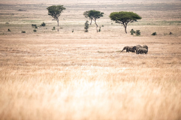 Gruppe von Afrikanischen Elefanten in der weiten Graslandschaft der Savanne.