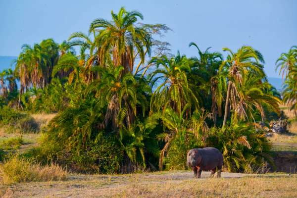 Flusspferd steht in savannenartiger Landschaft mit Palmenbewuchs.