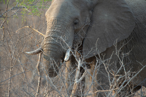 Afrikanischer Elefant bewegt sich durch dichtes Buschwerk in Südafrika.