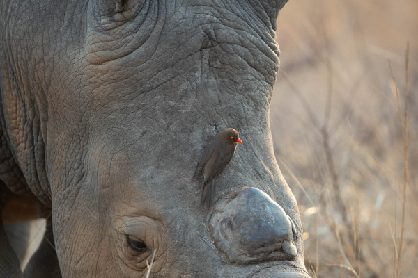 Breitmaulnashorn mit einem Rotschnabel-Madenhacker auf seiner Haut.