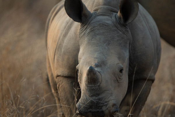 Junges Breitmaulnashorn in der Savanne, frontal gesehen.