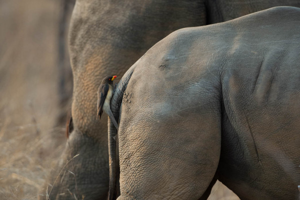 Ein Breitmaulnashorn und ein Madenhackervogel auf dem Rücken in der Savanne