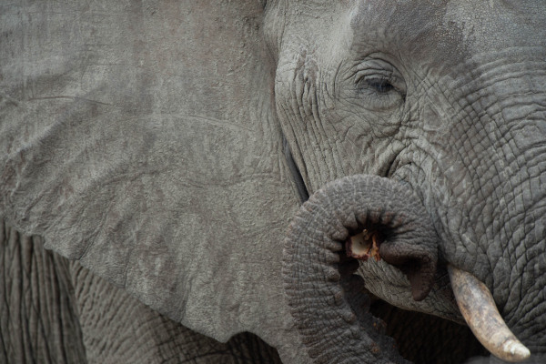 Nahaufnahme eines Afrikanischen Elefanten mit sichtbarem Rüssel und Stoßzahn.