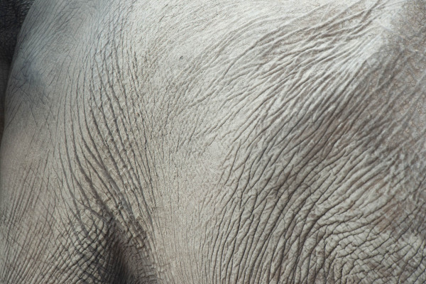 Nahaufnahme der faltigen Haut eines Afrikanischen Elefanten.