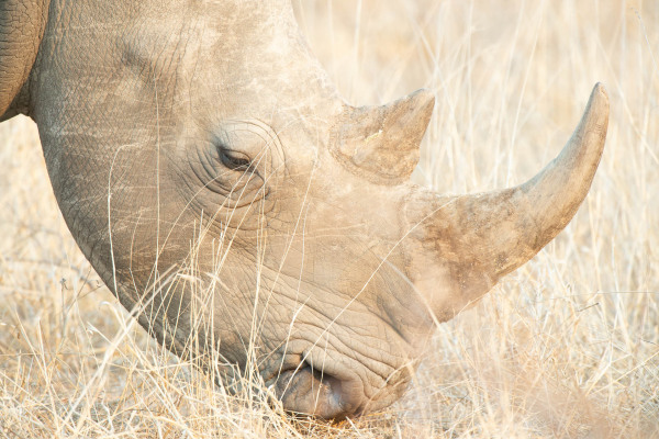 Breitmaulnashorn weidet im trockenen Gras Afrikas.