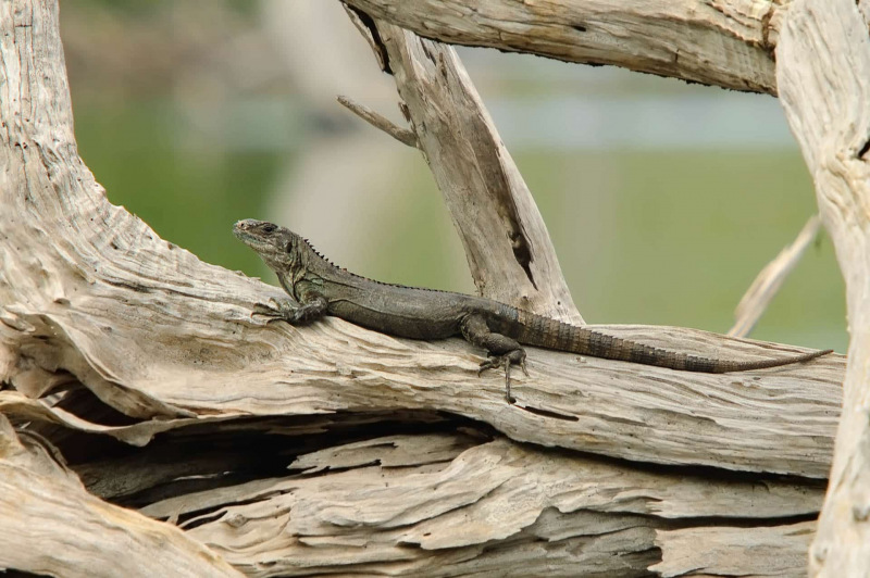 Utila-Schwarzleguan