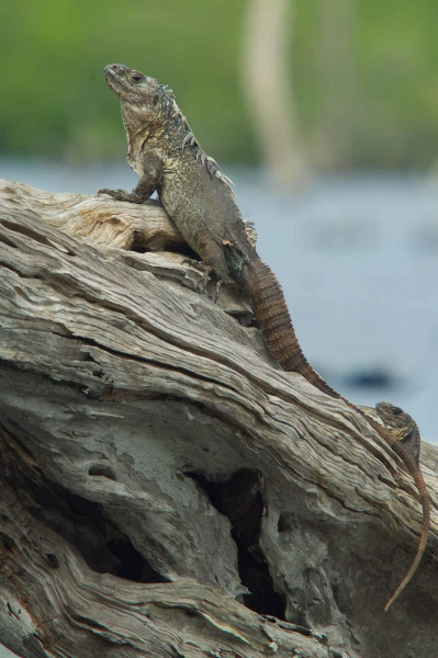 Utila-Schwarzleguan