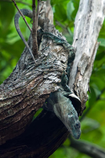 Utila-Schwarzleguan