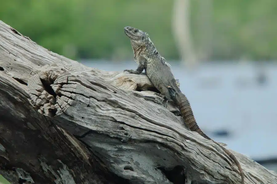 Ein Utila-Schwarzleguan sitzt auf einem großen, trockenen Baumstamm.