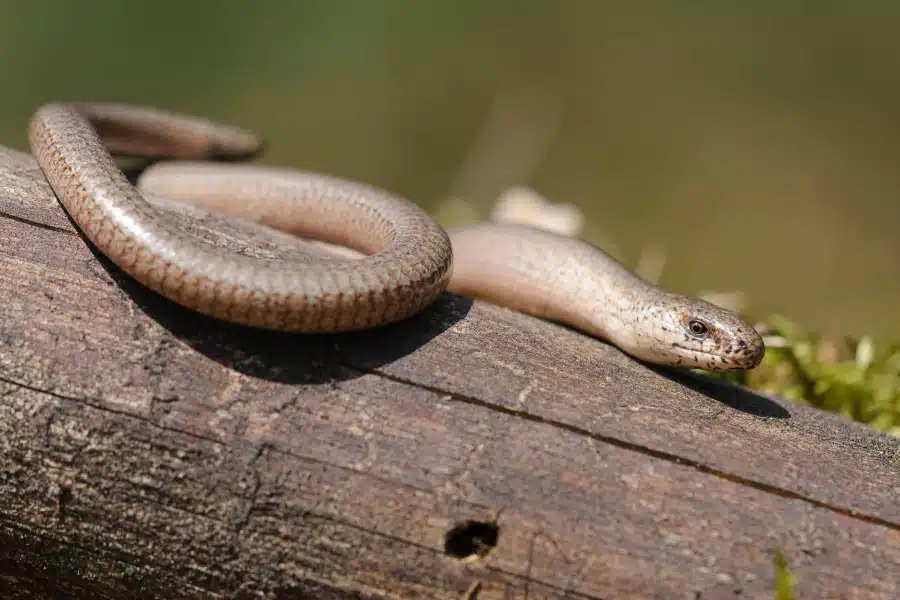 Eine Blindschleiche ruht auf einem Baumstamm in natürlicher Umgebung.