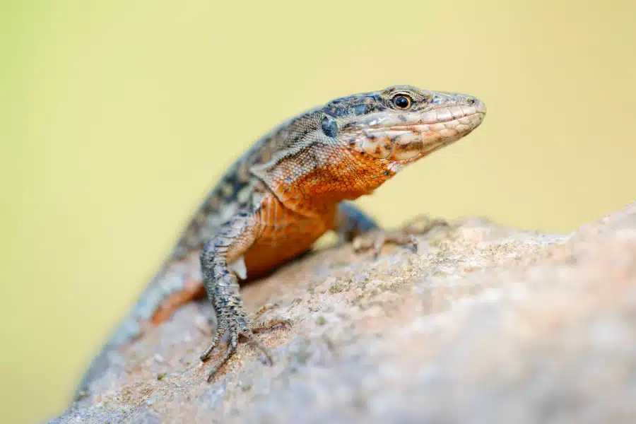 Männliche Mauereidechse mit oranger Unterseite auf einem Felsen.