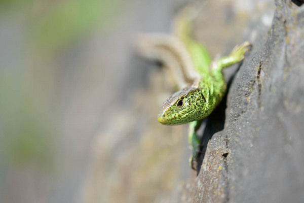Eine Zauneidechse klettert auf einem Felsen.