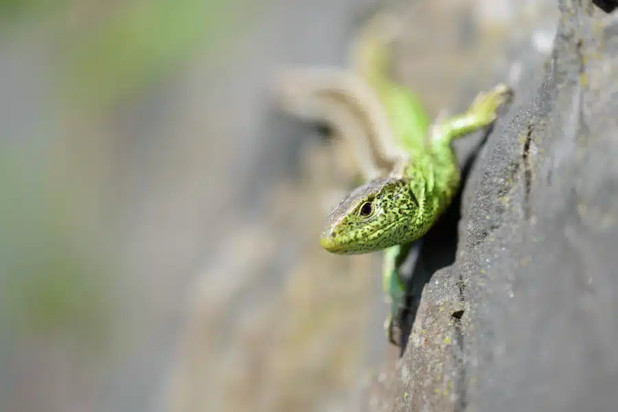 Eine Zauneidechse klettert auf einem Felsen.