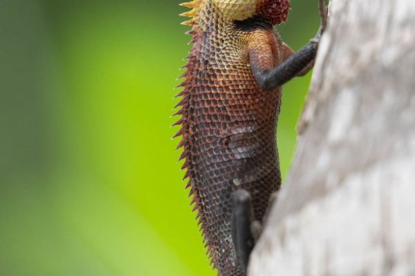 Eine Garten-Baumagame klammert sich an einen Baumstamm, farbiger Kopf und Körper.