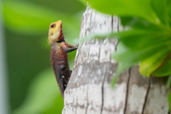 Echse klettert an einem Baumstamm hoch, umgeben von grünen Blättern.