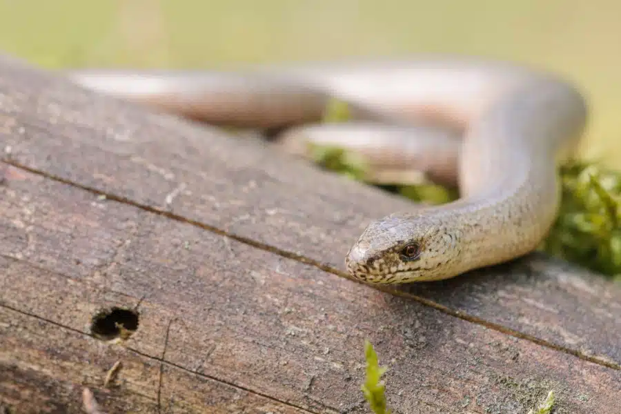 Blindschleiche liegt auf einem Stück Holz mit moosbedecktem Hintergrund.