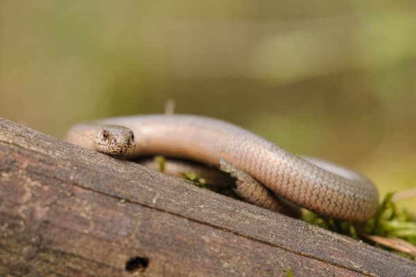 Blindschleiche schlängelt über Baumrinde, seitliche Ansicht.