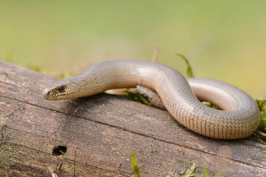 Blindschleiche auf einem Holzstamm in einer natürlichen Umgebung