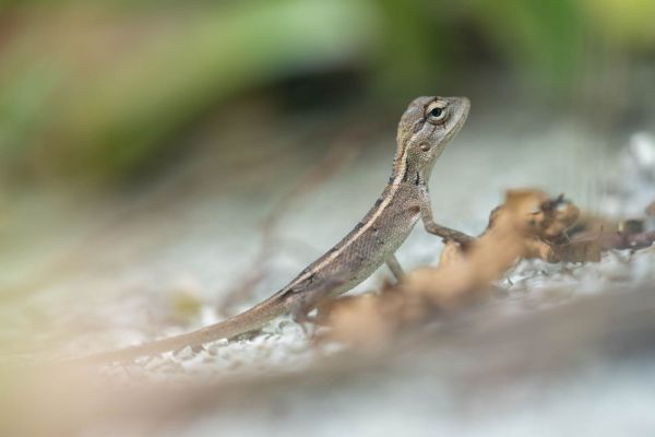 Junge Blutsaugeragame auf einem sandigen Boden mit Pflanzen im Hintergrund