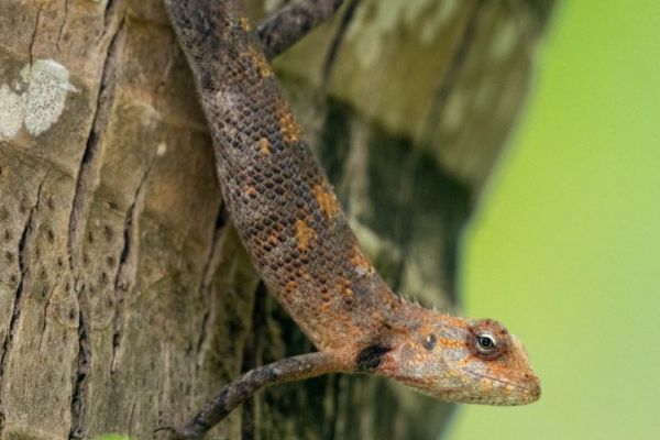 Blutsaugeragame klettert einen Baumstamm im tropischen Regenwald hoch.