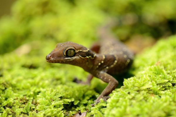 Cyrtodactylus intermedius