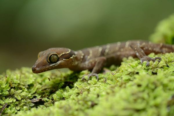 Cyrtodactylus intermedius